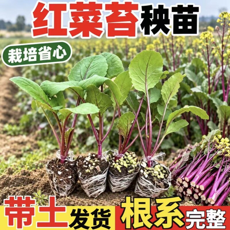 红菜苔秧苗湖北洪山苗白菜苔秋冬耐寒菜蔬菜苗批发带土球幼苗
