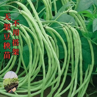 无架豆易种植豆类苗结豆多蔬菜苗