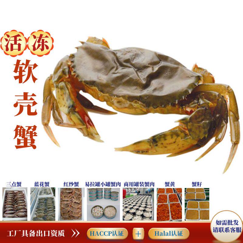 活冻软壳蟹新鲜2斤装多肉大个头青蟹餐饮商用家用海鲜美食发顺丰