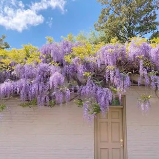 蓝月亮紫藤花树苗爬藤绿植物盆栽四季攀援花卉庭院阳台紫藤萝瀑布