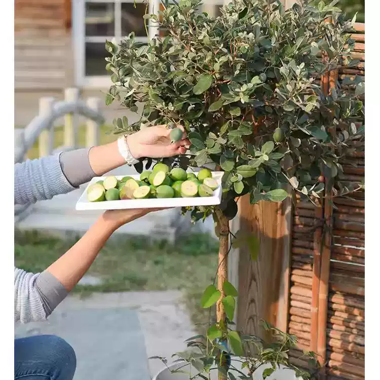 菲油果盆栽耐热耐寒好养观花果