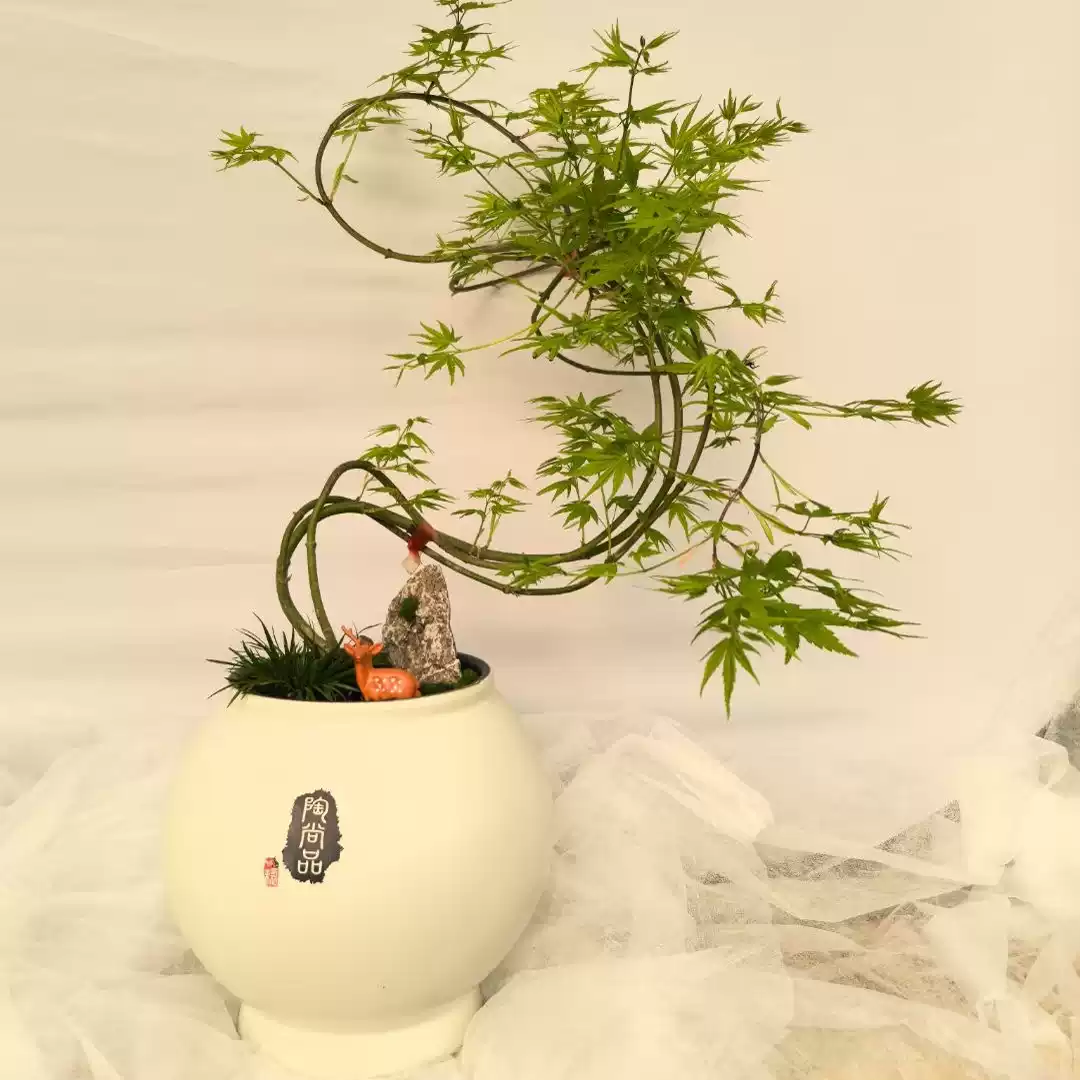 黄金流泉枫造型落地观叶绿植盆景