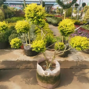 亮晶女贞原生造型树耐热耐寒常青