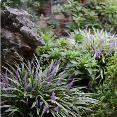金边阔叶耐阴盆栽植物常绿玉龙草