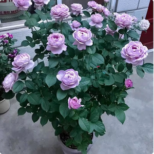 蓝色风暴棒棒糖树状月季花盆栽