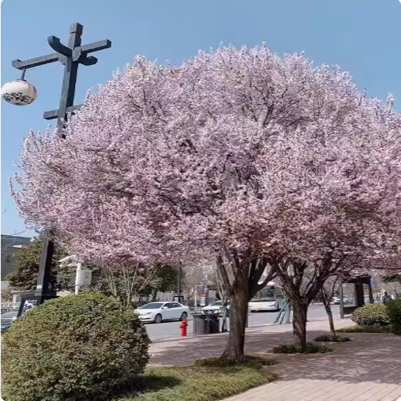 紫叶李树苗庭院绿化风景树行道树