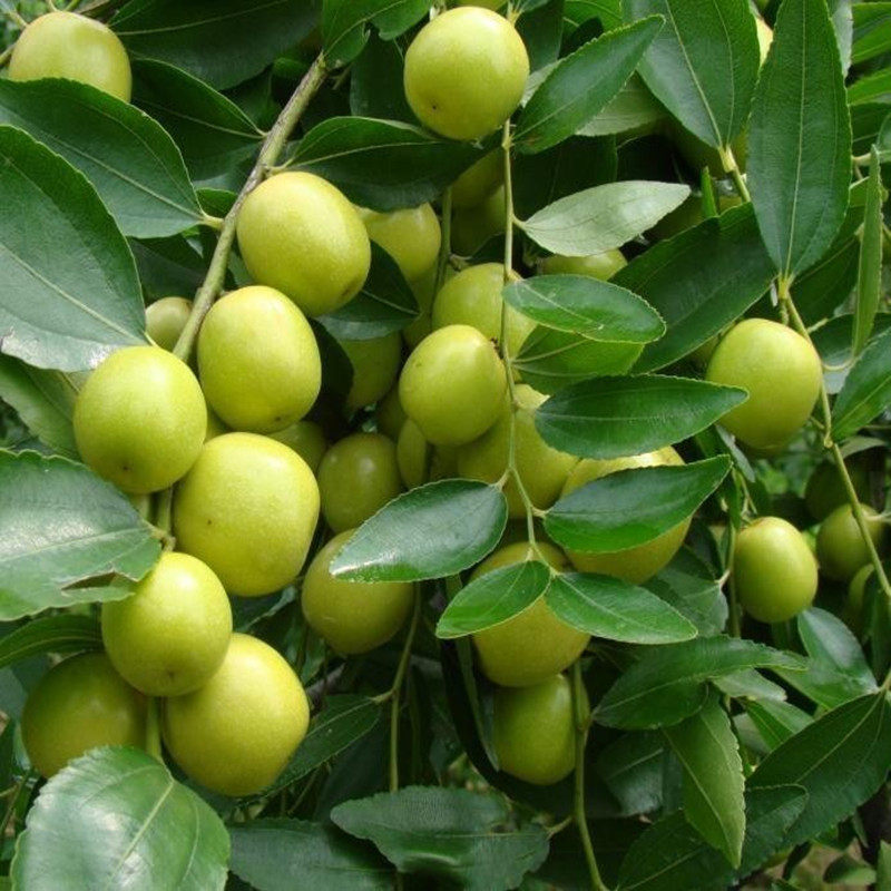 台湾大青枣 枣树苗 枣树树苗 脆甜牛奶枣 南方北方种植 当年结果