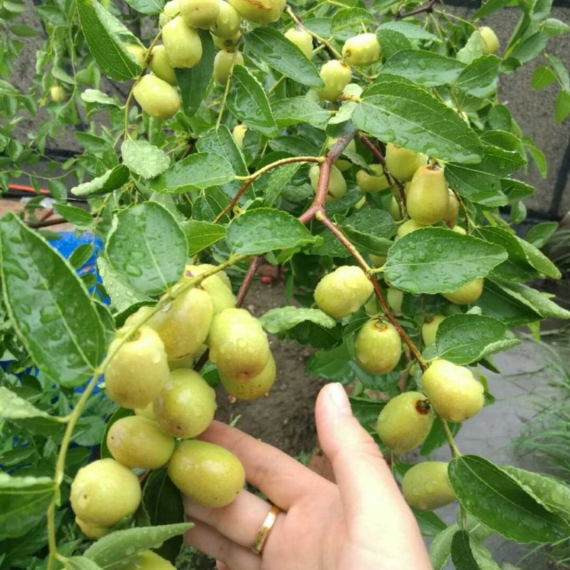 庭院地栽果树苗南方种植大青枣