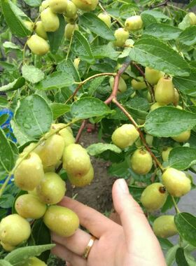 庭院地栽果树苗南方种植大青枣