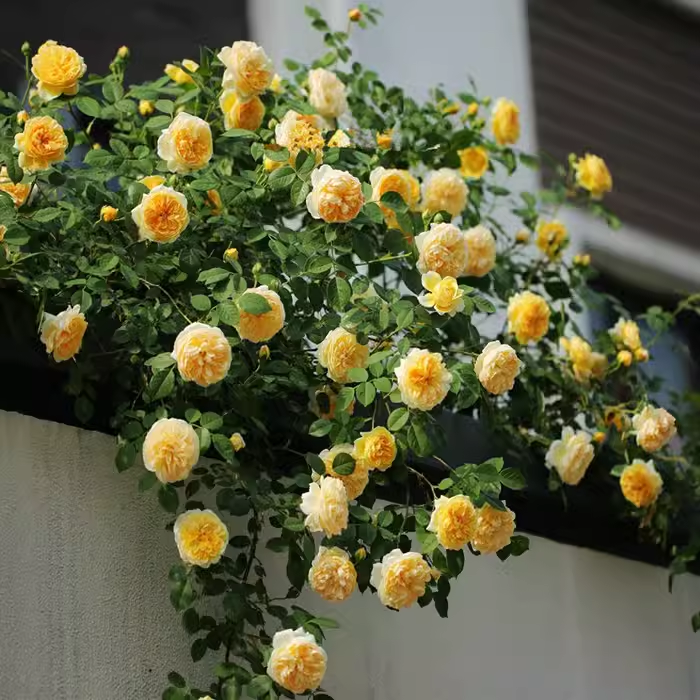 欢笑格鲁吉亚奥斯汀四季浓香爬藤