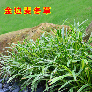 金边麦冬玉龙草阔叶苗庭院绿化四季常青耐寒耐阴植物矮麦冬玉龙草