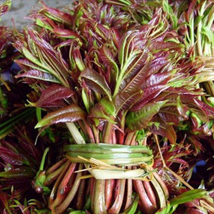 香椿树苗 当年可食用 红芽香椿 红油香椿树苗 盆栽地栽苗