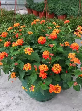 五色梅盆栽五彩花四季马樱丹阳台庭院耐热耐晒好养多年生植物花卉