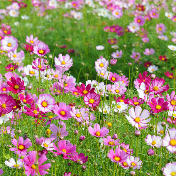 混色波斯菊工程绿化格桑花包邮