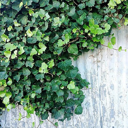 四季常青耐寒爬藤花卉植物常青藤