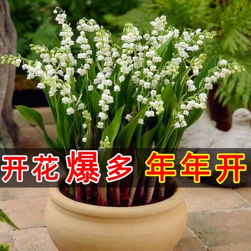耐寒多年生易活白色盆栽