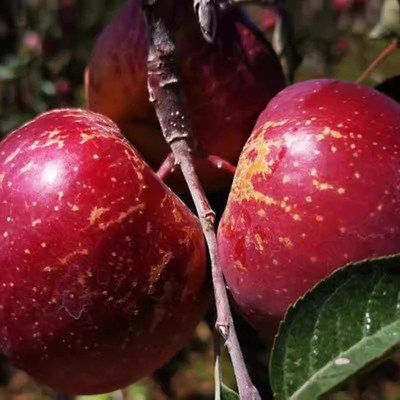 大凉山丑苹果耐寒冰糖心苹果树苗
