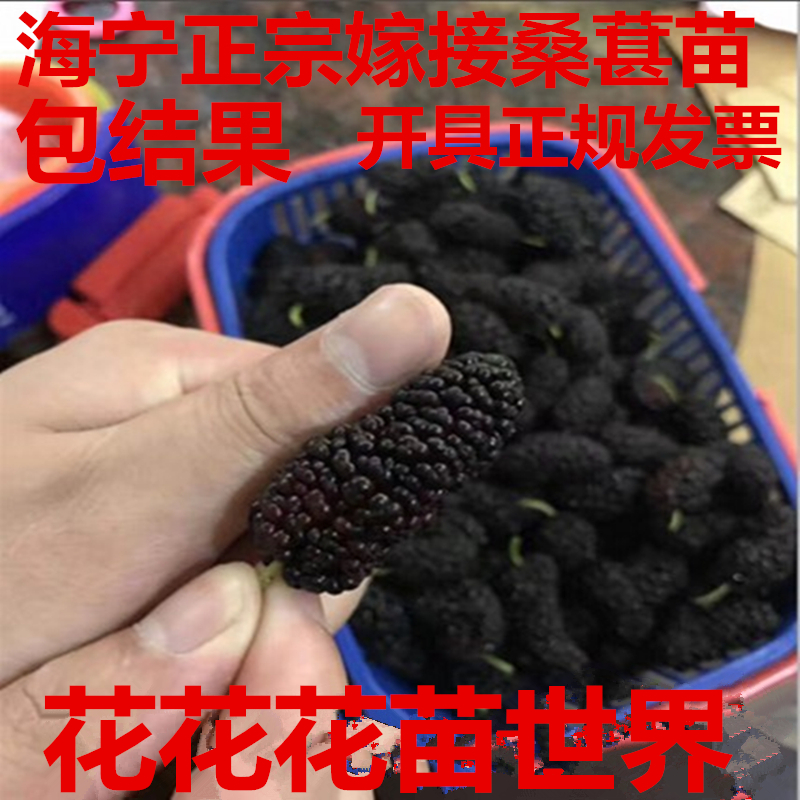 果树苗桑葚树苗嫁接南北方种植