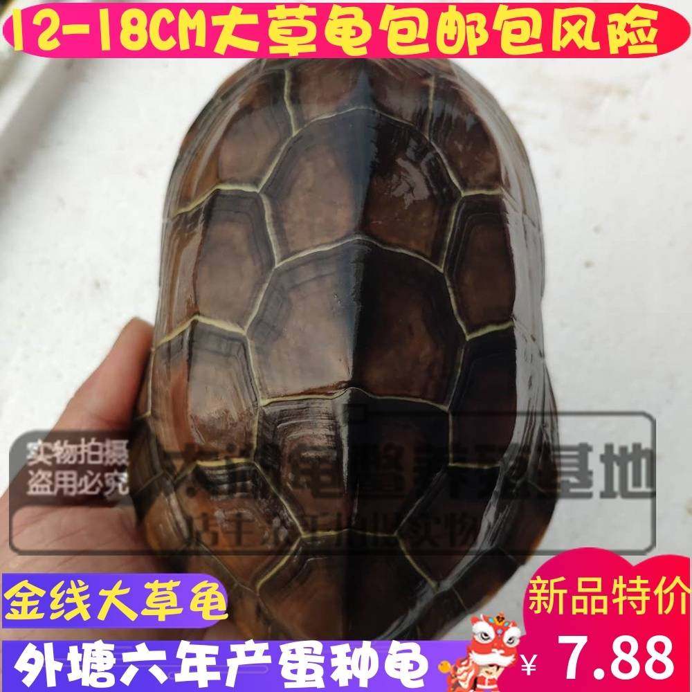 外塘大草龟中华草龟活体大头草蛋龟冷水墨龟宠物龟长寿龟全品包邮