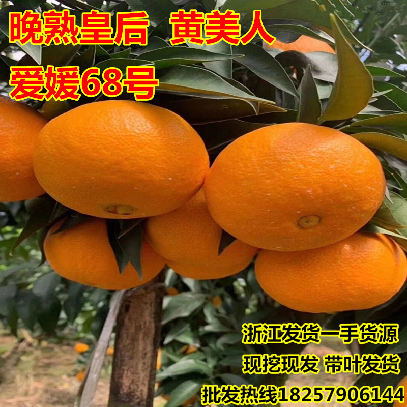 新品种黄美人柑橘苗 爱媛68号柑桔苗 常绿果苗爱媛柑桔橘子苗包邮