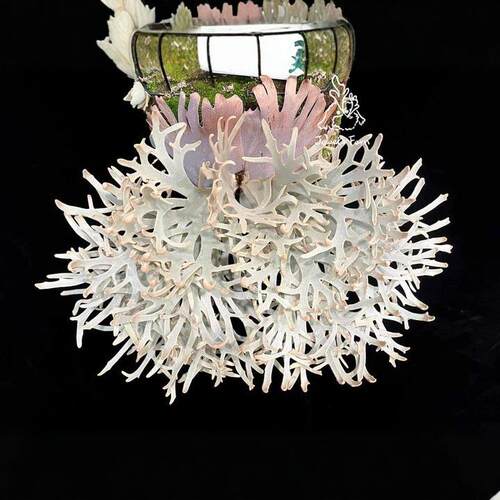 侏儒爪哇珍妮鹿角蕨小型迷你品种