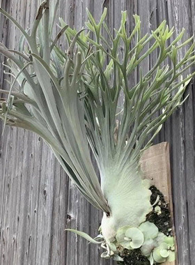 奥本河银叶鹿角蕨P. Veitchii Auburn River鹿王酋长哇哇树彩虹AR