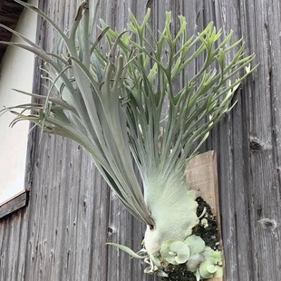 奥本河银叶鹿角蕨P. Veitchii Auburn River鹿王酋长哇哇树彩虹AR