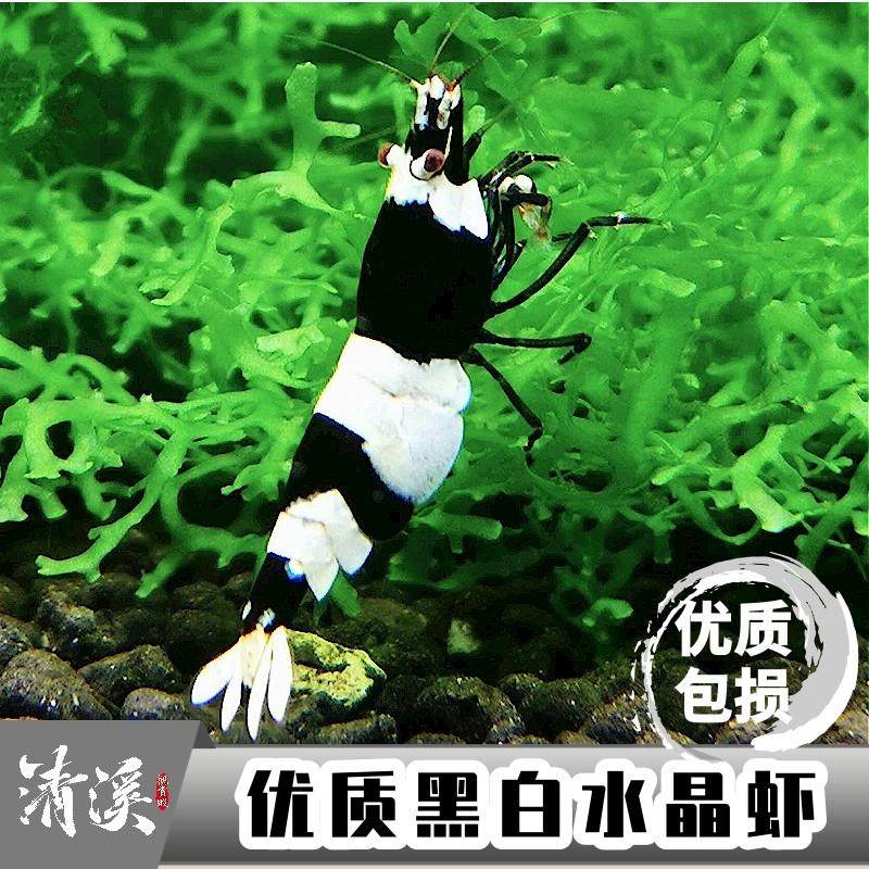 精选黑白水晶虾观赏虾鲜活淡水鱼缸观赏虾工具顺丰包邮