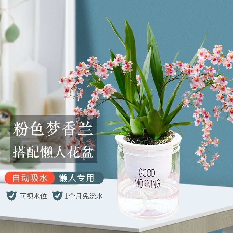 【梦香兰粉色】带花苞花剑盆栽浓香奶香型年宵花桌面好养花卉绿植,鲜花速递/花卉仿真/绿植园艺,国兰/杂交兰/洋兰类,淘宝优惠券,粉丝福利购,淘宝优惠卷