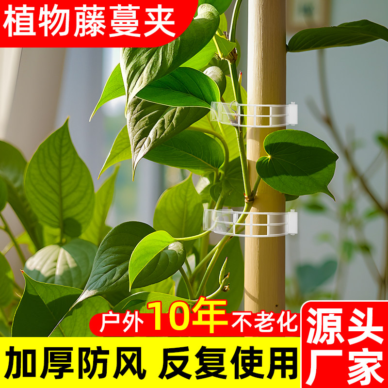 听语免伤枝条藤蔓固定夹爬藤图片