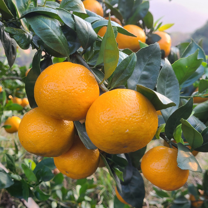 正宗广西皇帝柑贡柑9斤现摘当季新鲜多汁水果橘子桔子砂糖橘沃柑