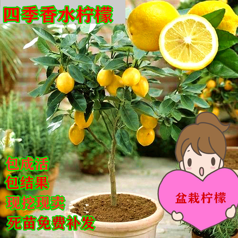 香水柠檬树苗各种盆栽地栽食用稀有水果树苗四季结果南方北方种植
