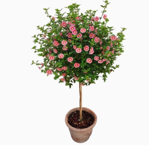 庭院绿化地栽四季耐寒带花