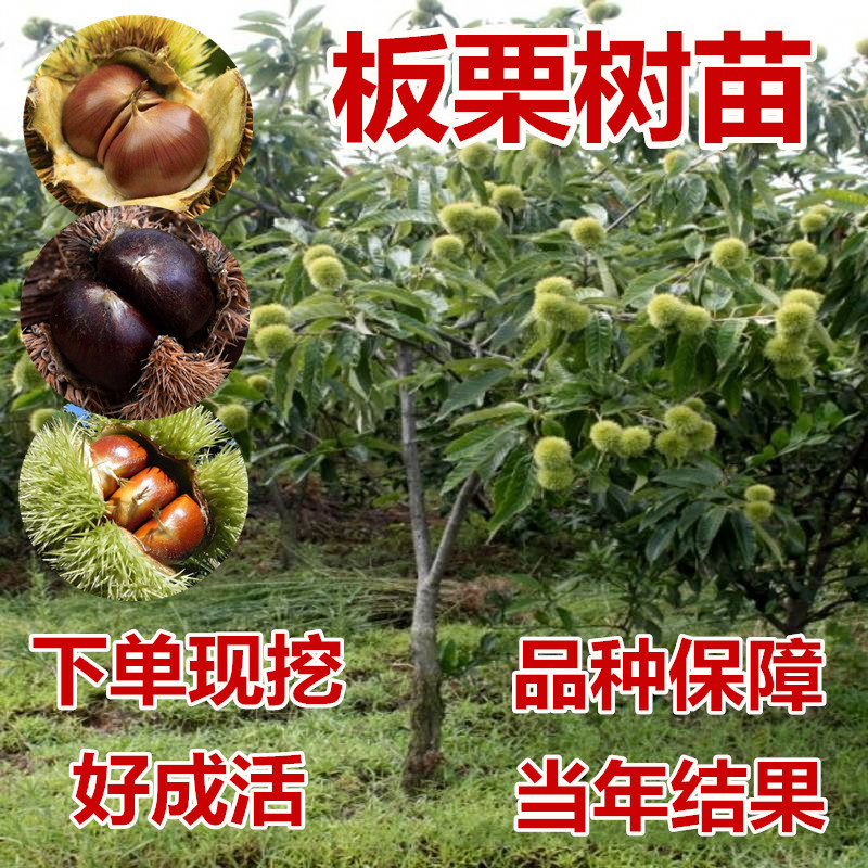 嫁接板栗树苗大红袍栗子各种稀有水果苗南方北方地栽种植当年结果