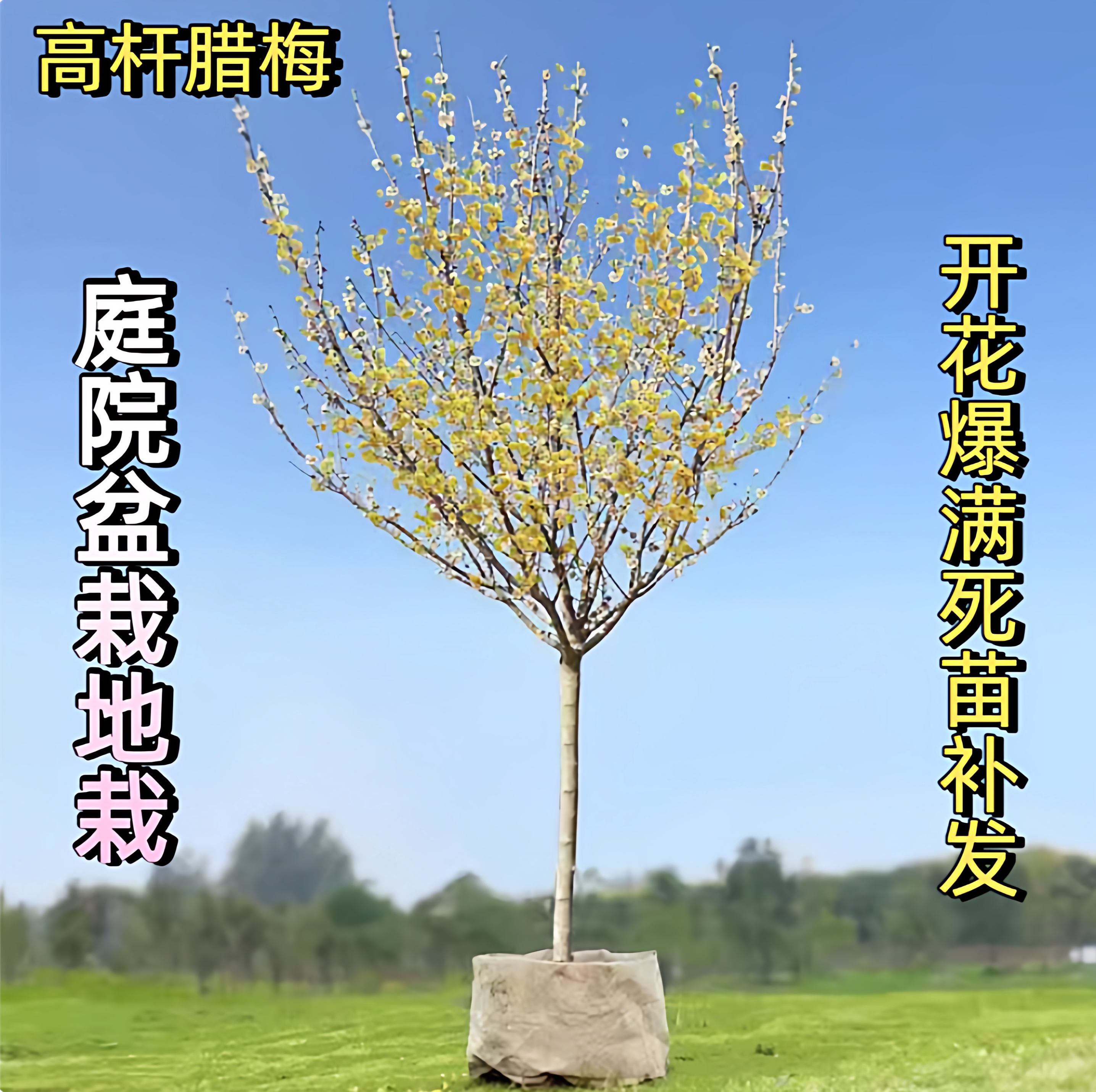 高杆腊梅花树苗丛生庭院别墅耐寒冬季开花卉植物浓香素心腊梅花树