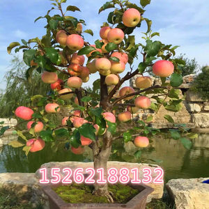 矮化苹果树苗地栽红肉南方盆栽