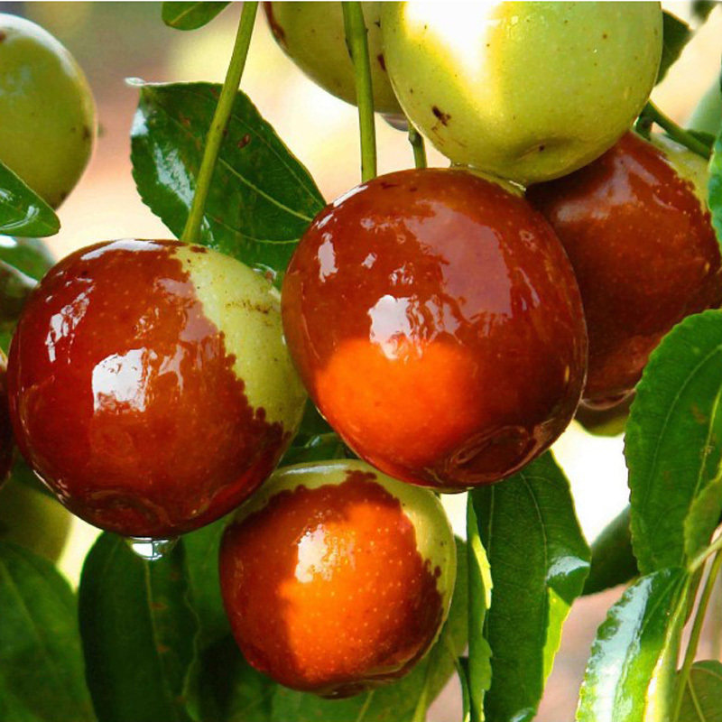 沾化二代冬枣 冬枣苗 软枣树苗 枣树树苗肉脆水多糖份高 当年结果