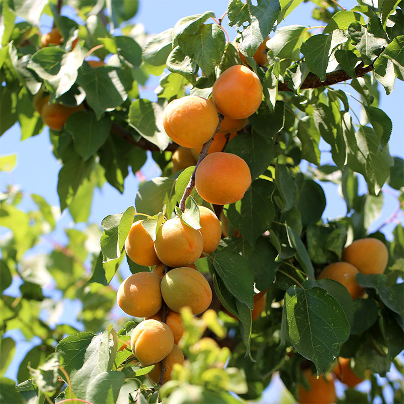 杏树活苗杏树嫁接苗 特大甜超黄白杏子树苗北方庭院当年结果地栽