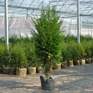 南方红豆杉树苗室内植物绿植曼地亚红豆杉室内外大型绿植盆栽盆景