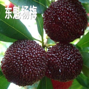 嫁接东魁杨梅树苗带土杨梅苗盆栽南方北方种植果树包成活当年结果