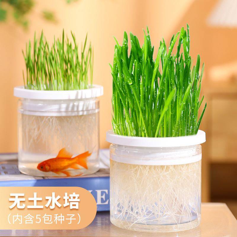 新品 厂家直销猫草水培大麦猫零食除毛球盆栽套装透明瓶装猫草盒