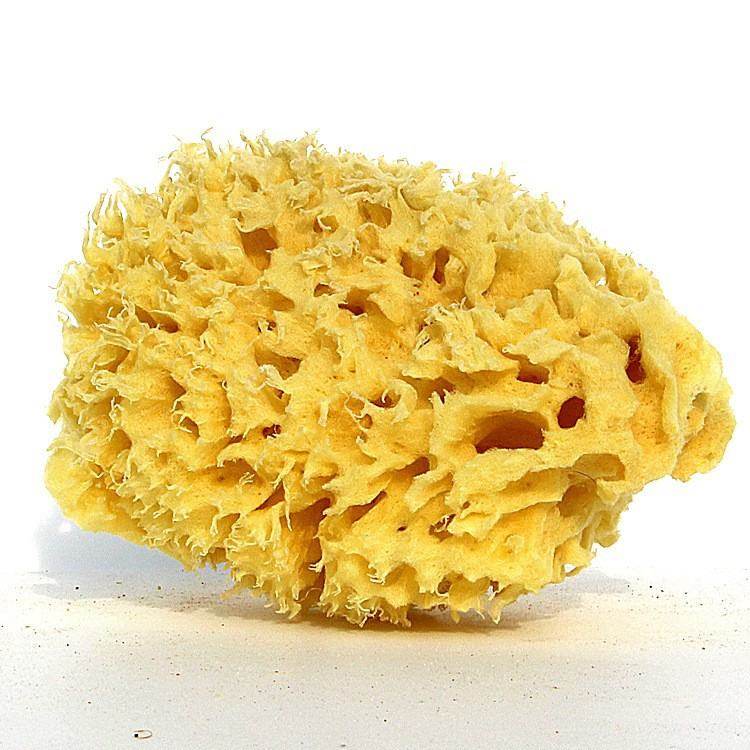 天然希腊蜂窝海绵洗脸面绵沐浴球洗澡成人扑吸水浴柔软舒适