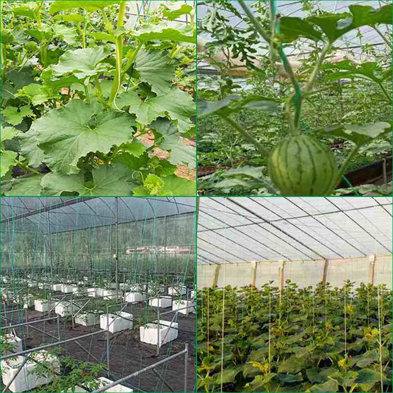 压膜绳聚乙烯大棚尼龙绳农业PE绳绳三股全新料编织吊养殖秧大棚,农机/农具/农膜,大棚压膜绳/压膜线,淘宝优惠券,粉丝福利购,淘宝优惠卷