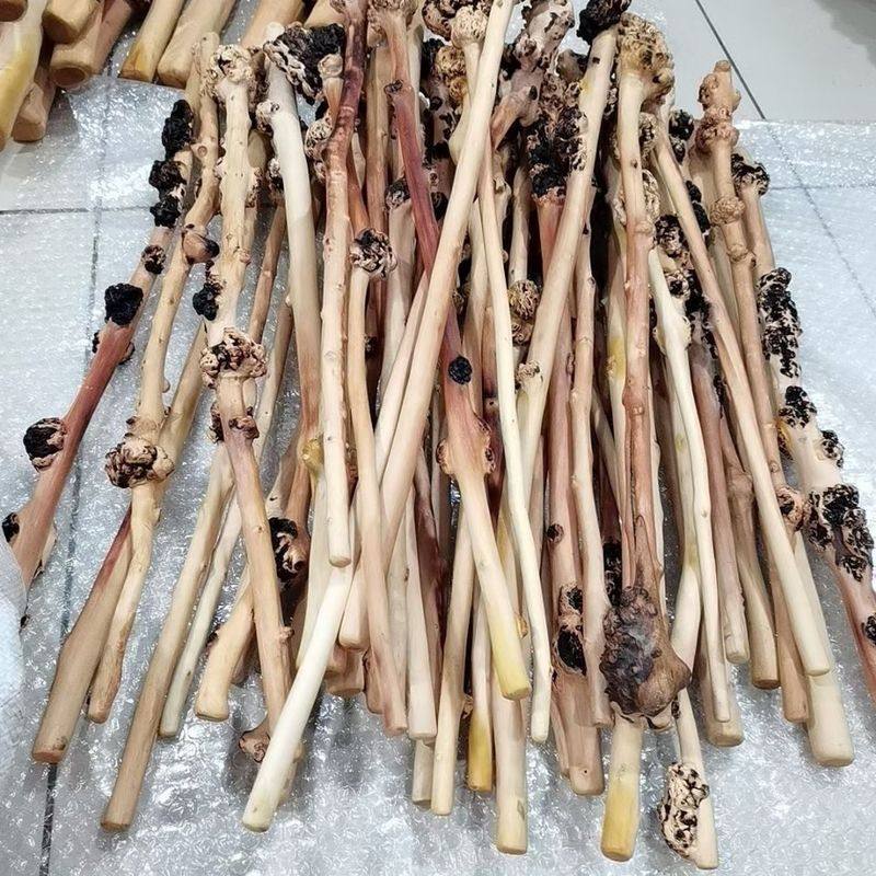 山茶木健身锤山茶木瘤捶背厂家树按摩批发捶把手拐杖,运动/瑜伽/健身/球迷用品,健身锤/按摩捶,淘宝优惠券,粉丝福利购,淘宝优惠卷