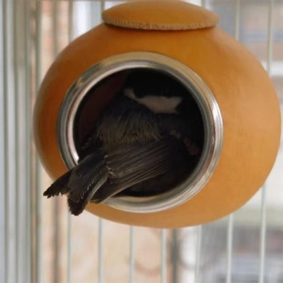 纯铜口镶嵌6 高档鸟窝山雀鸟窝天窗版 8cm随机 枣红色贝子鸟窝 新款