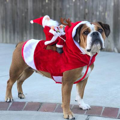 Christmas clothes for pet dogs Pet clothes dog clothes