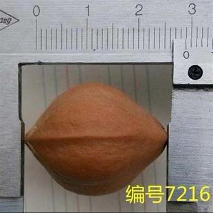 橄榄核雕刻原料陈年老核双面十八罗汉料大单核大籽原籽铁核特大号