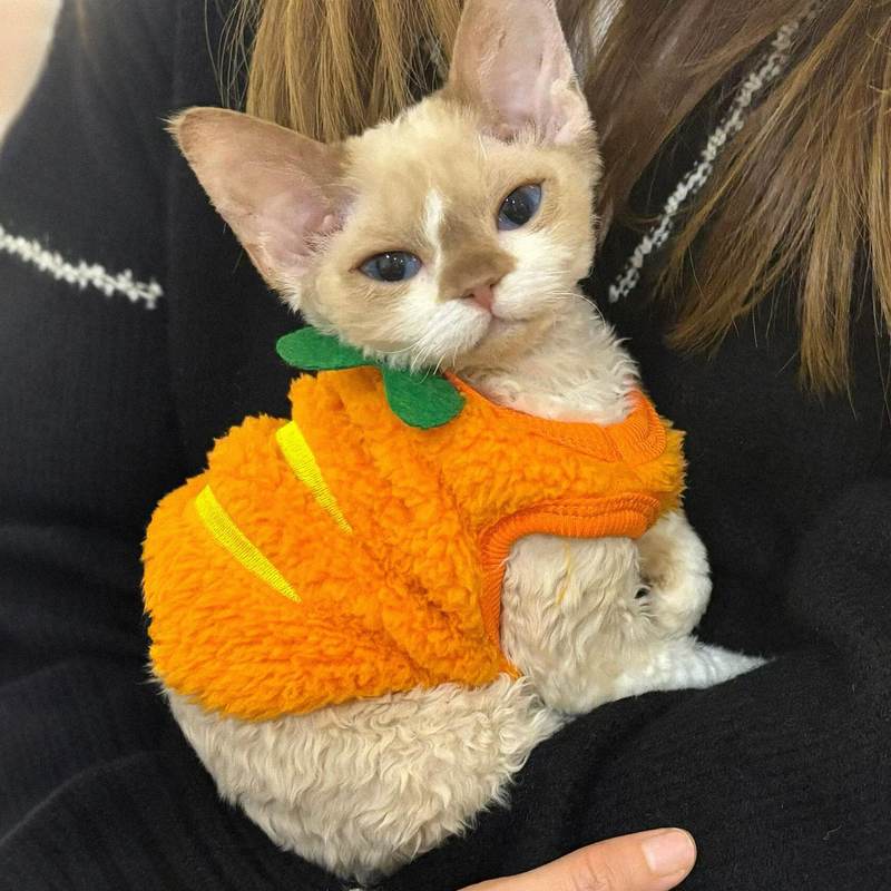 胡萝卜猫咪衣服新款加厚法兰绒冬装幼猫幼犬背心防寒保暖防掉毛