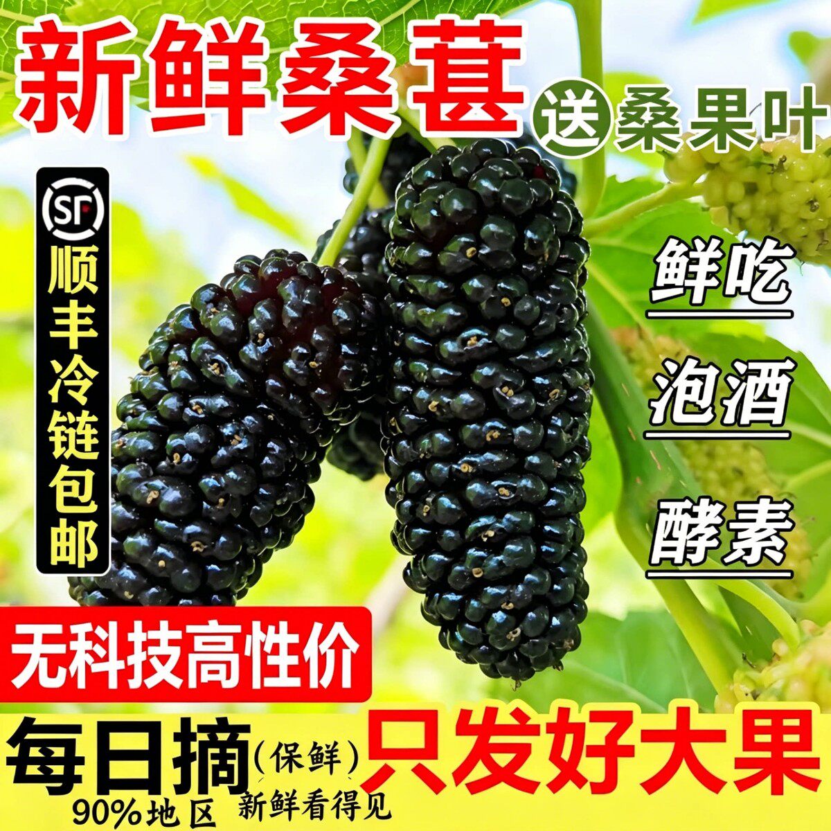 鲜桑葚新鲜水果大凉山现摘现发黑桑椹酵素泡酒水熬膏酱原浆顺丰5