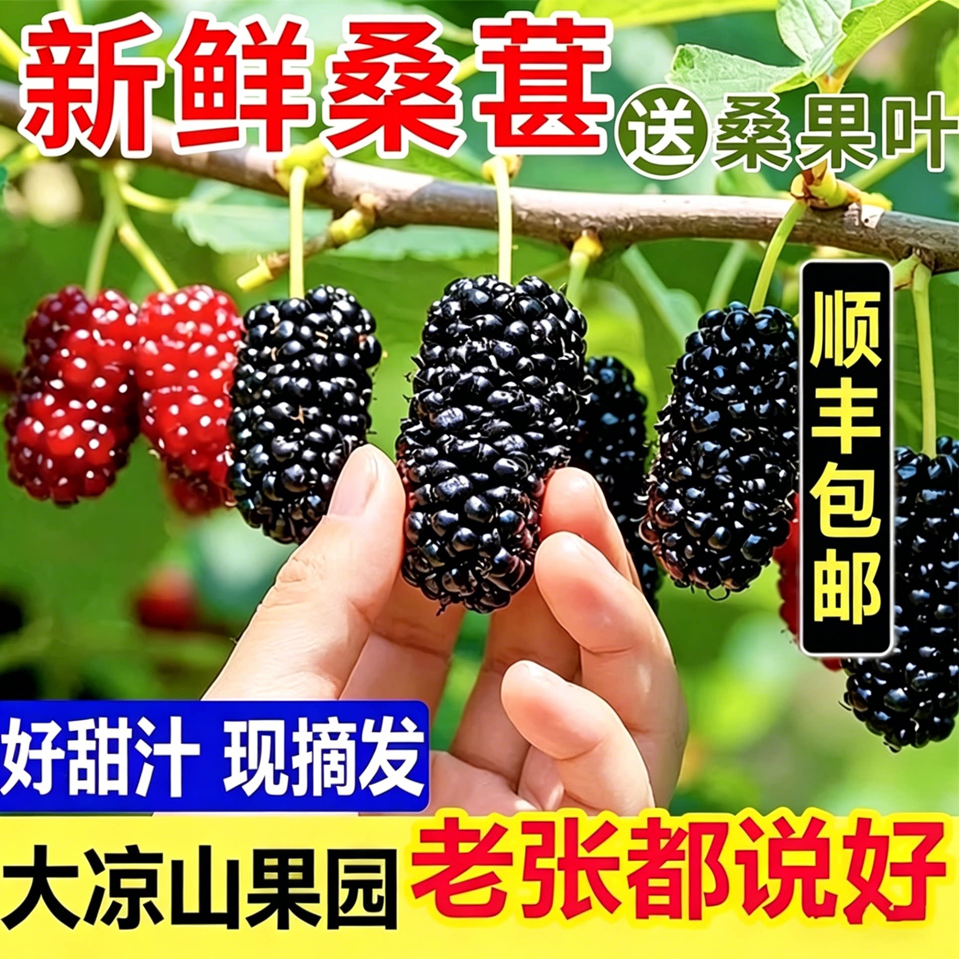 大凉山新鲜桑葚水果现摘现发顺丰黑椹子泡酒酵素膏专用四川5斤原